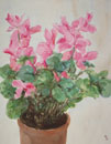 125. Cyclamen, 2005<br>
Watercolor, 13,5" x 1,5" (35 x 28 cm)