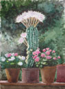 135. Florence, Flowering Cactus, 2006<br>
Watercolor, 15" x 10.5" (38 x 28 cm)